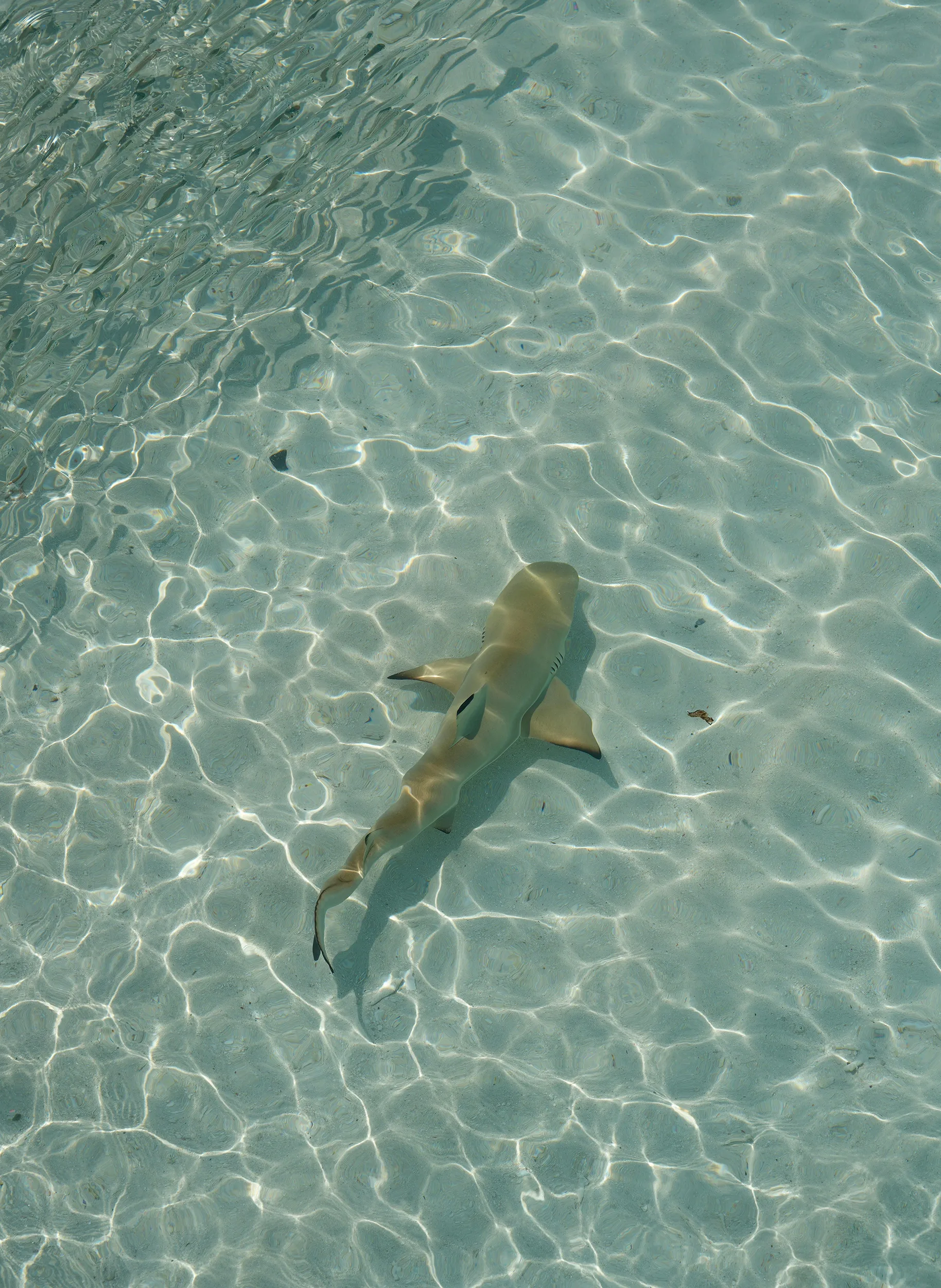 blacktip reef sharks
