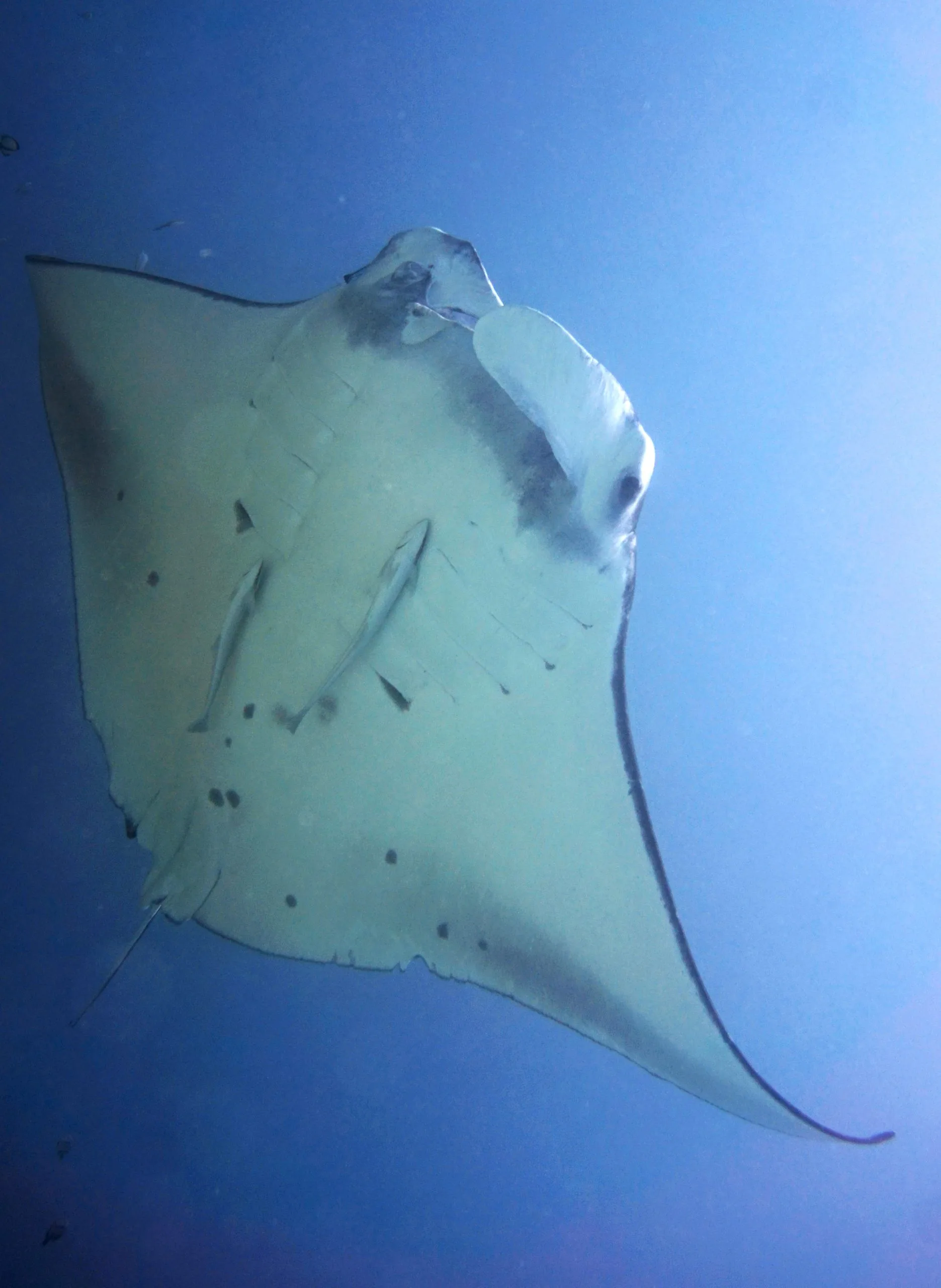 manta belly dive sibaltan el nido palawan